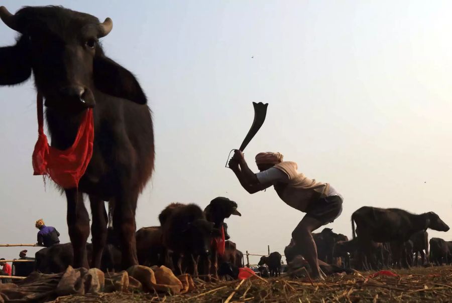 nepal tieropferfest