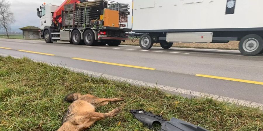 Er starb am Strassenrand zwischen Galmiz und Sugiez: Der Goldschakal von Freiburg.