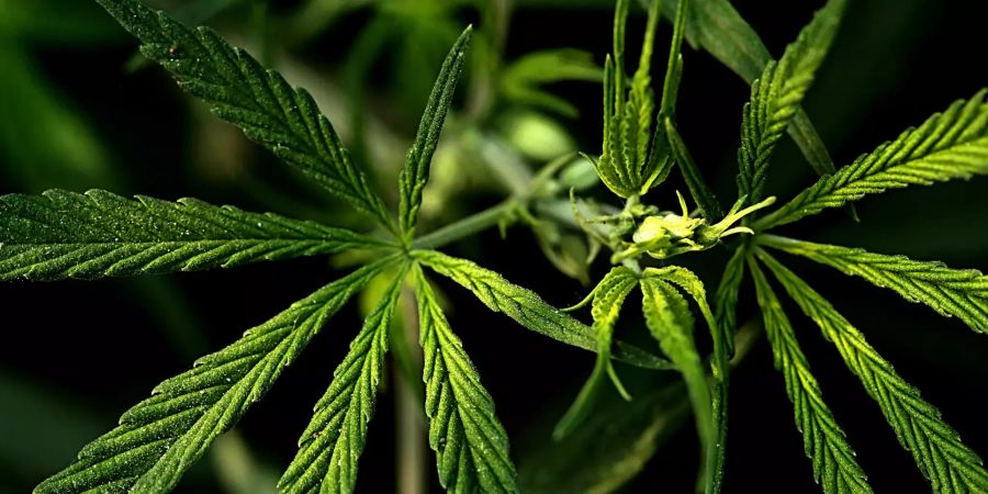 zürich marihuana