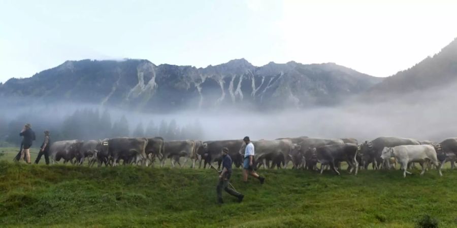 Almabtrieb in Bayern im September