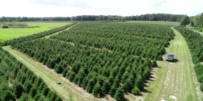 Eine Weihnachtsbaumplantage Eine Weihnachtsbaumplantage
