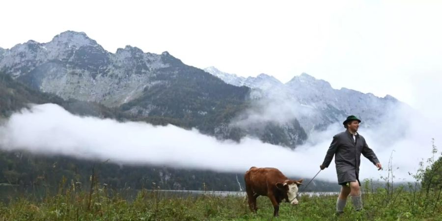 Viehwirtschaft in Bayerns Alpen