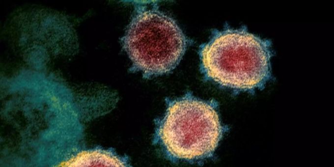 Coronaviren Coronavirus Immunität