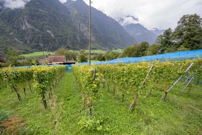 Die Direktzahlungen an Landwirte sollen auf gleichem Niveau bleiben wie 2020. Landwirtschaft