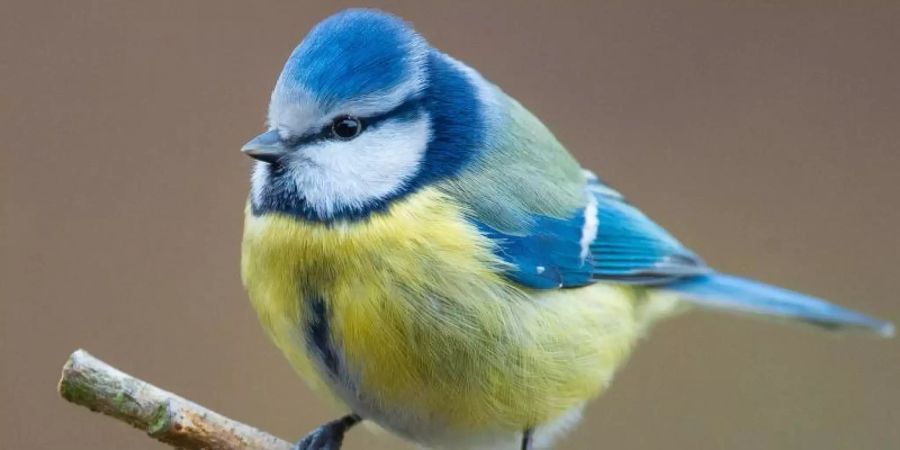 Der Nabu ruft wieder zum Vogelzählen auf. Im letzten Jahr machten 143.000 Menschen bei der Zählaktion mit. Foto: Patrick Pleul/dpa-Zentralbild/dpa/Archiv