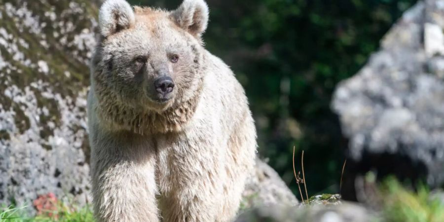 Tierpark Goldau