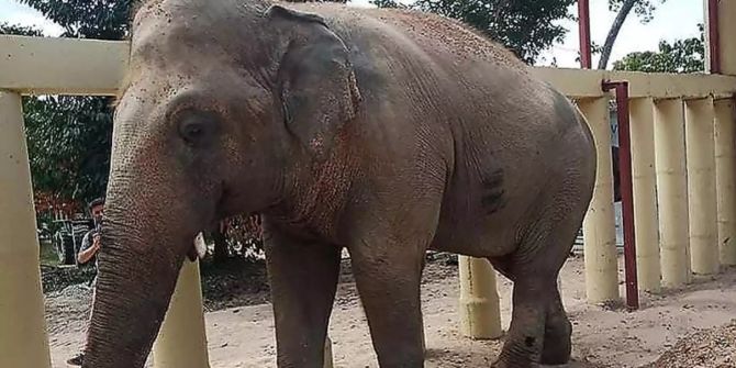 elefant kaavan
