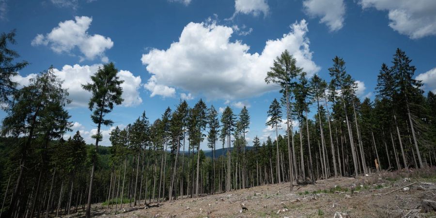 Wald Himmel Wolke