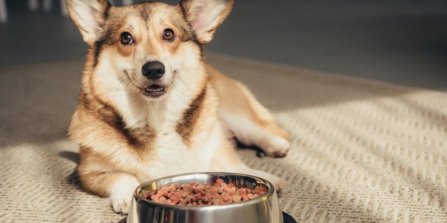 Hund mit Futternapf