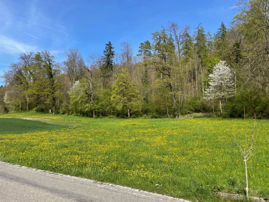 Die Wildblumen, die hier wachsen, dürfen laut Keller Unternehmungen gepflückt werden.