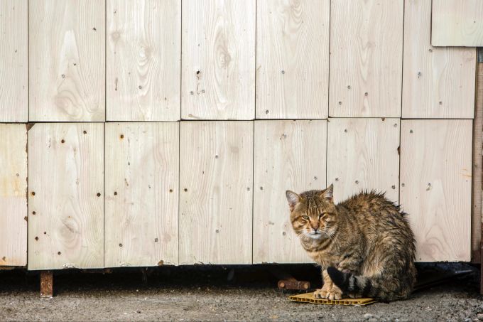 Strassenkatzen haben ein deutlich kürzeres Leben als ihre Artgenossen, die in menschlicher Obhut leben. katze streuner lebenserwartung