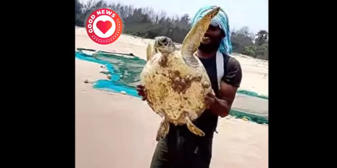 Ein Fischer trägt eine Schildkröte zurück ins Meer. Schildkröten Beifang