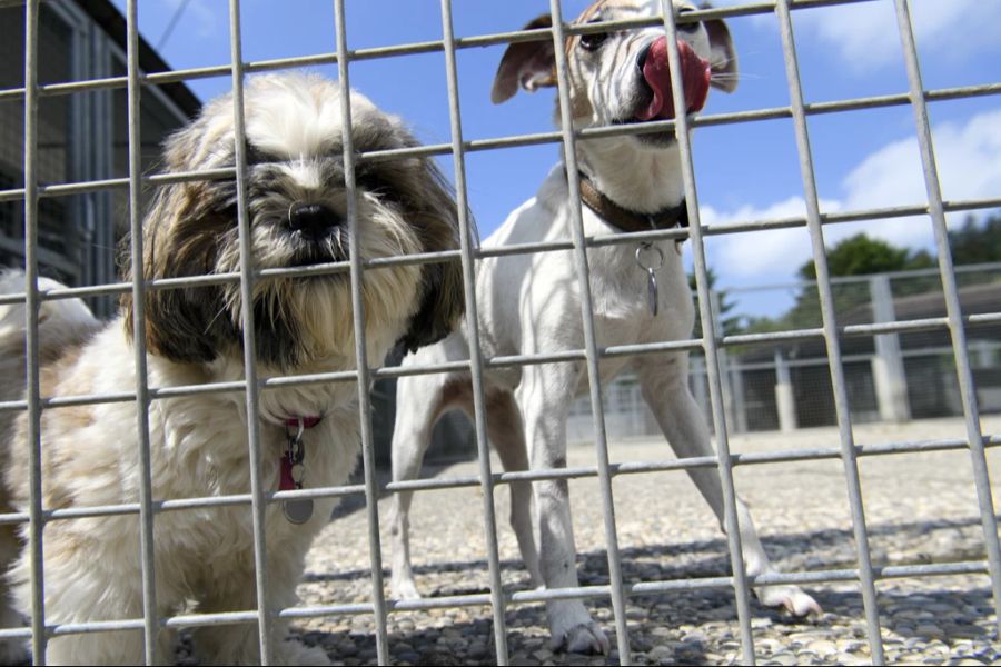 Häufig stammen im Internet angebotene Hunde aus tierschutzwidriger Haltung. (Symbolbild)