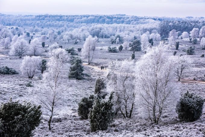 Die Lüneburger Heide zeigt sich im Winterkleid. Schnee Bäume Moor Panorama