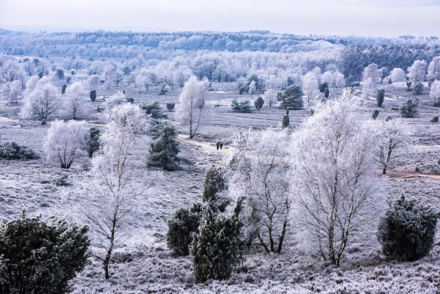 Schnee Bäume Moor Panorama