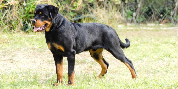 Nach Rottweiler-Angriff in Sumiswald BE wird erneut über ein Rassenverbot diskutiert. (Archivbild) rottweiler