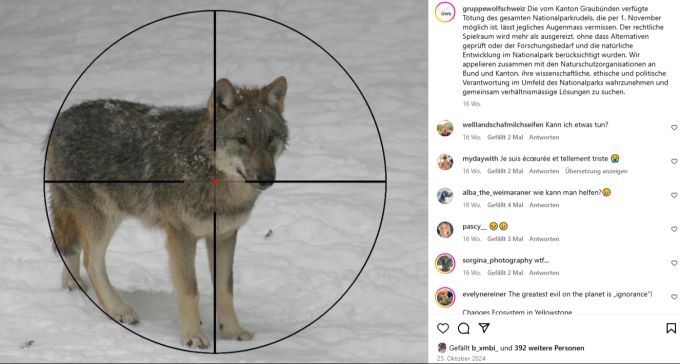 Die Gruppe Wolf Schweiz kritisiert letzten Herbst die verfügte Tötung des Nationalparkrudels im Graubünden. wolf wildhüter wolfsjagd