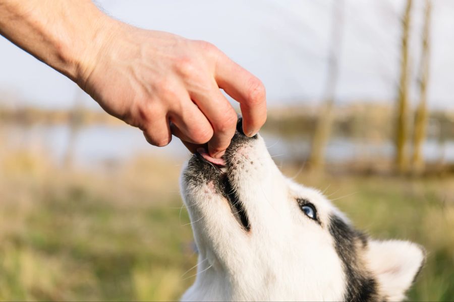 Hund bekommt Snack