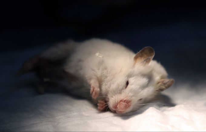 Wenn beispielsweise ein Hamster, eine Katze oder auch ein Hund verstirbt, konnte dieser bisher über die Kleintierklappe in Lyss entsorgt werden. (Symbolbild) Hamster