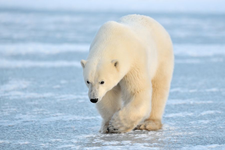 eisbär norwegen