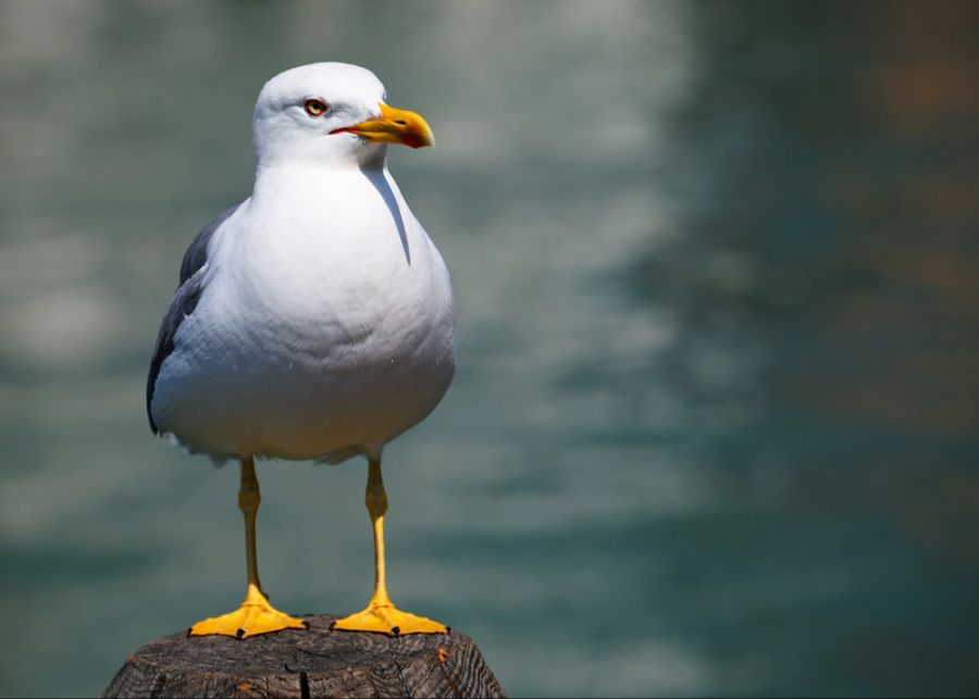 Möwe Vogelgrippe
