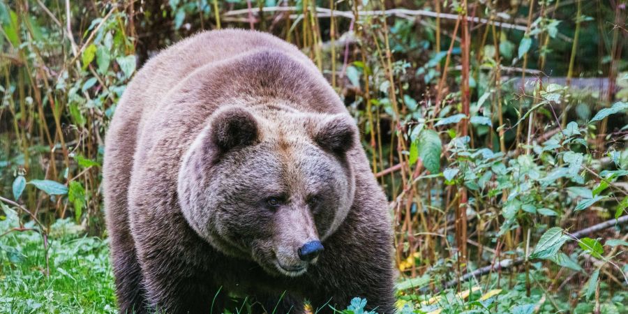 Im «Alternativen Wolf- und Bärenpark Schwarzwald» steht eine Bärin. Hier soll künftig auch die Bärin Gaia zuhause sein.