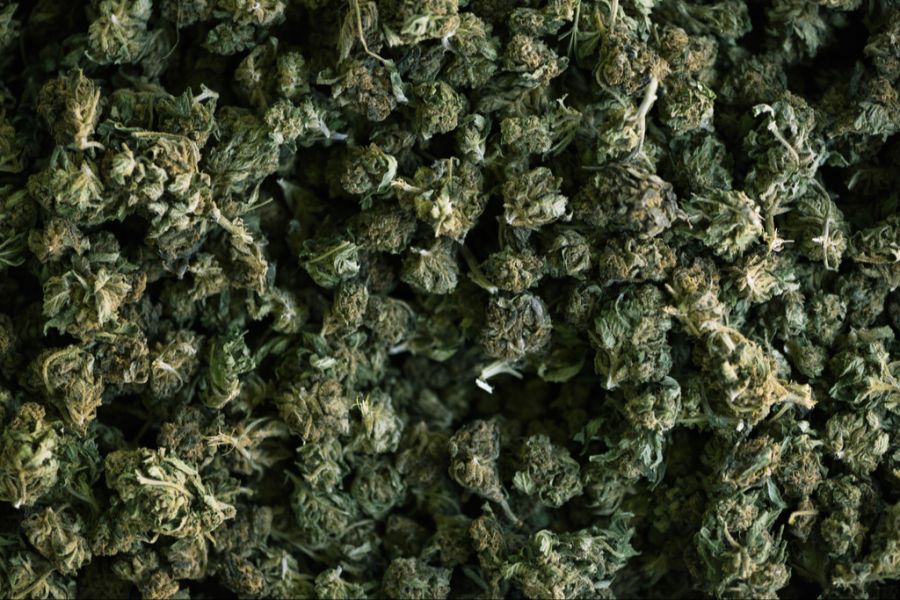 Grüne Hasch-Knollen: Das Cannabis wurde den Jugendlichen zum Verhängnis. (Symbolbild)