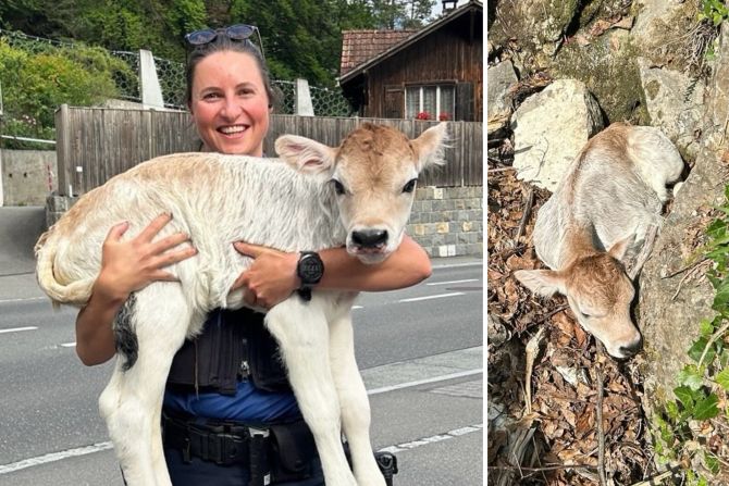 kalb in not