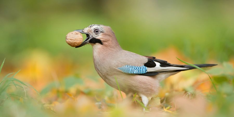 Eichelhäher Walnuss Vogel Wald