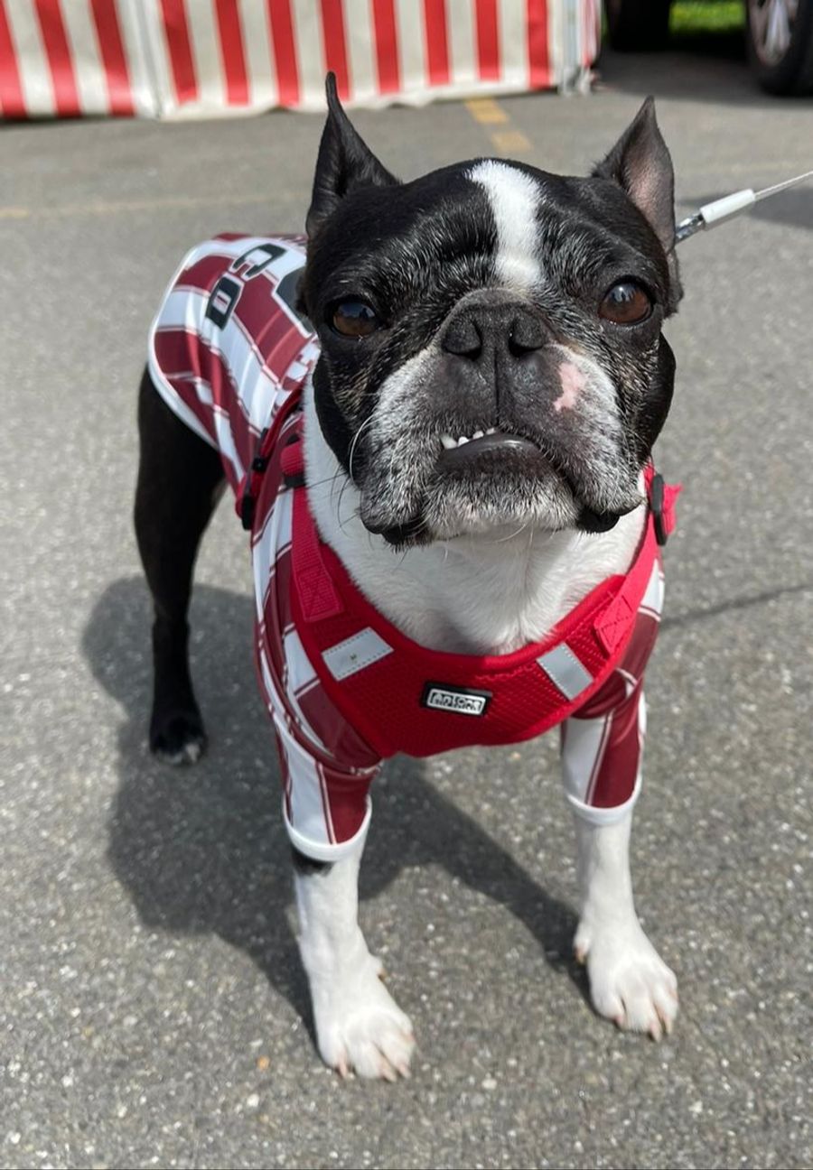 Rocco ist auch gleich das Maskottchen beim FC Dietikon.