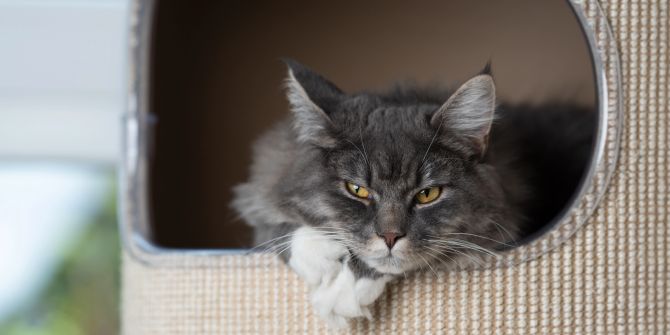 Katze in Katzenhöhle