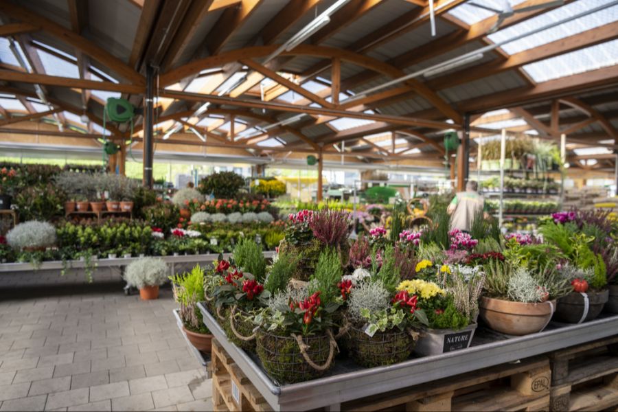Vermutlich wurden sie über importierte Zier- und Gartenpflanzen in die Schweiz eingeschleppt. (Symbolbild)
