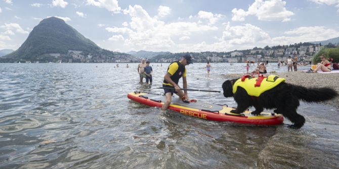 Rettungshund Tessin
