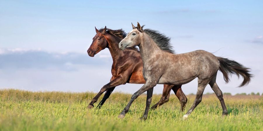 Der Pferdetyp spiel bei der Frage, wie schnell ein Pferd ist, eine grosse Rolle.