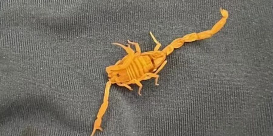 Skorpion Las Vegas