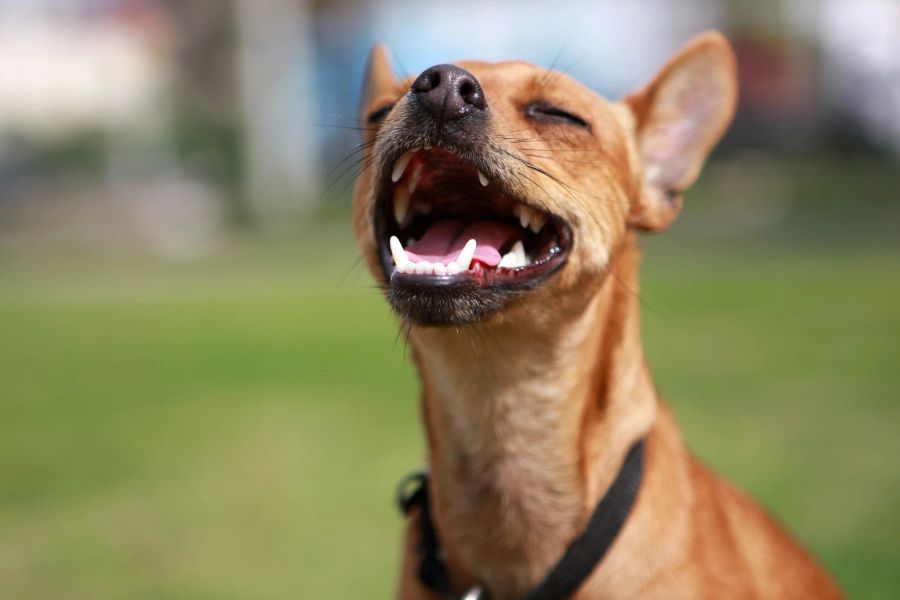 Übermässiges Kauen kann auf Krankheiten hinweisen. Wie sehen die Zähne des Hundes aus?