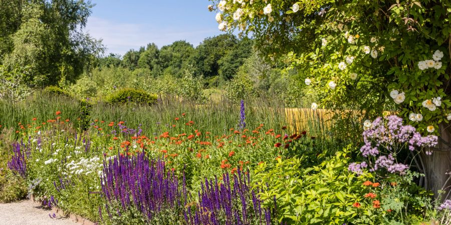 Garten mit heimischen Pflanzen