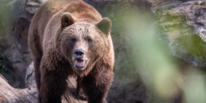 Braunbär