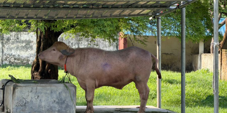 Albino-Büffel «Donald Trump» im Zoo in Dhaka. Foto: Nazrul Islam/dpa