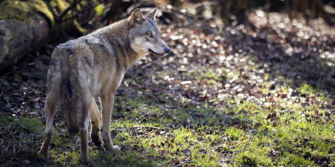 Wolf