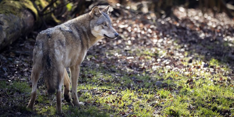 Wolf