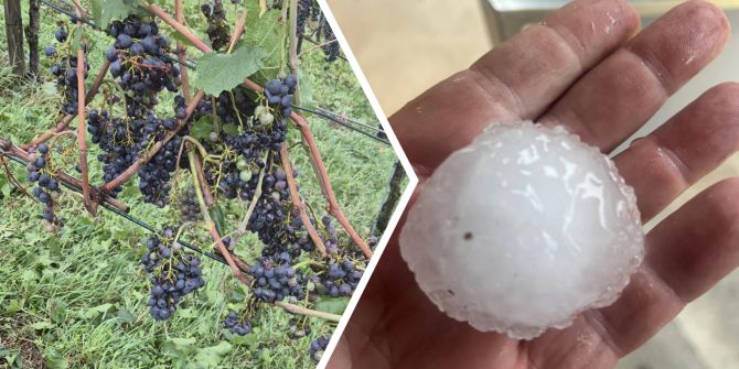 Bild der Zerstörung aus den Rebbergen von Rutishauser Divino. - zVg