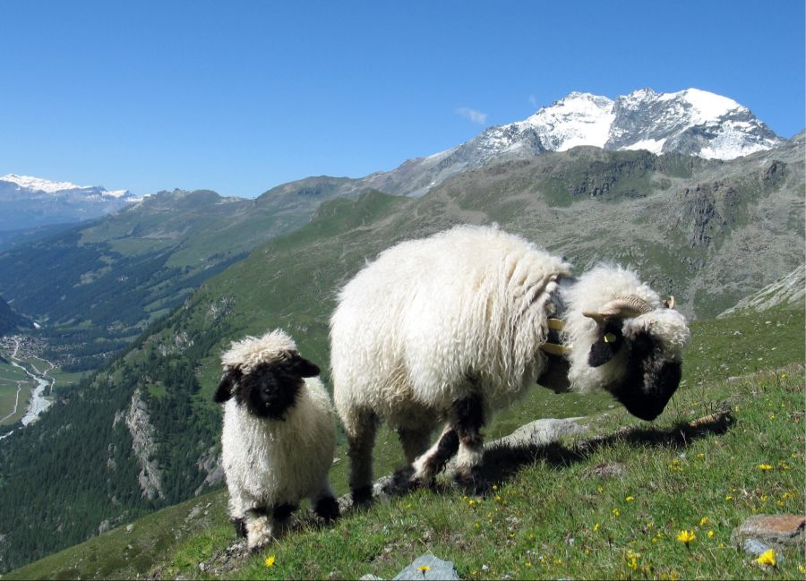 In freier Natur würden die Tiere bei Gewittern nämlich Schutz suchen.