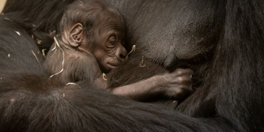 Gorilla-Nachwuchs in Zürich. Einen Namen hat das Jungtier noch nicht.