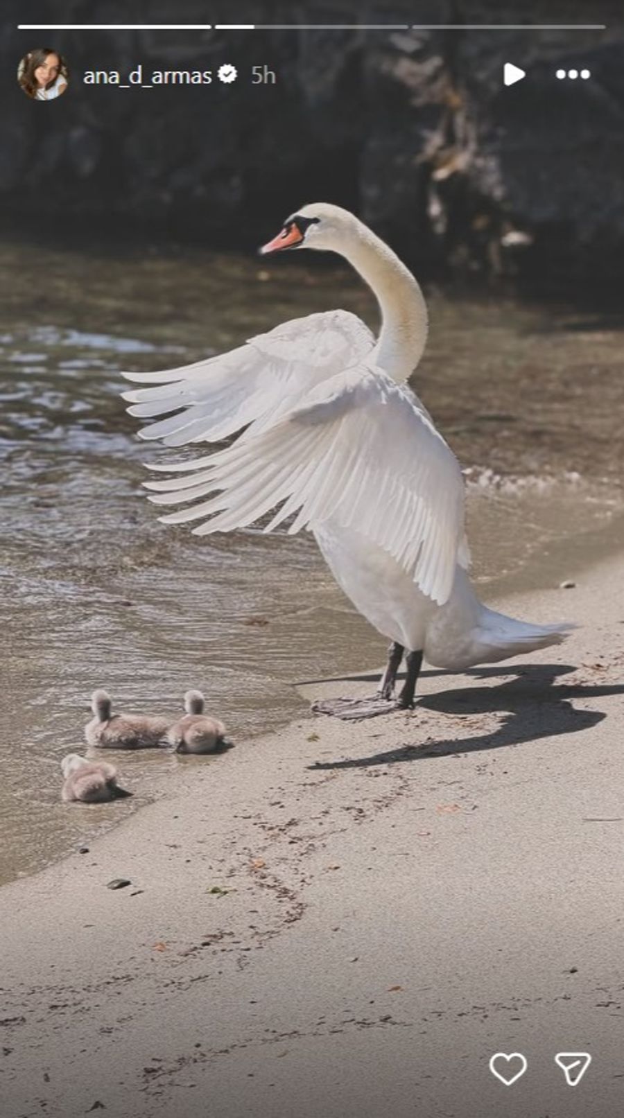 Diese flauschige Begegnung am Ufer hat es dem Hollywoodstar offensichtlich angetan: eine Schwanenfamilie in Weggis.