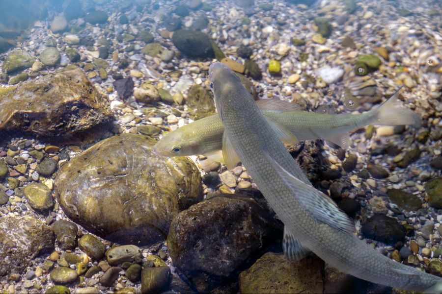Fische können sich nicht selbst abkühlen.