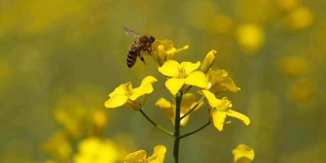 Biene Pflanze Bestäuben Schweiz