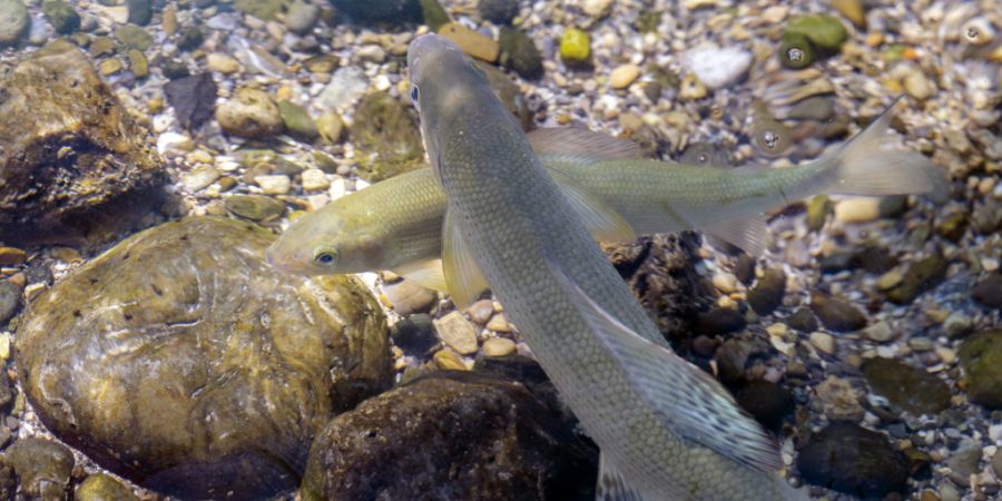 Für die Fische in Aargauer Gewässern, zum Beispiel die Äsche, bedeuten die hohen Wassertemperaturen und die niedrigen Temperaturen einen grossen Stress. (Archivbild)