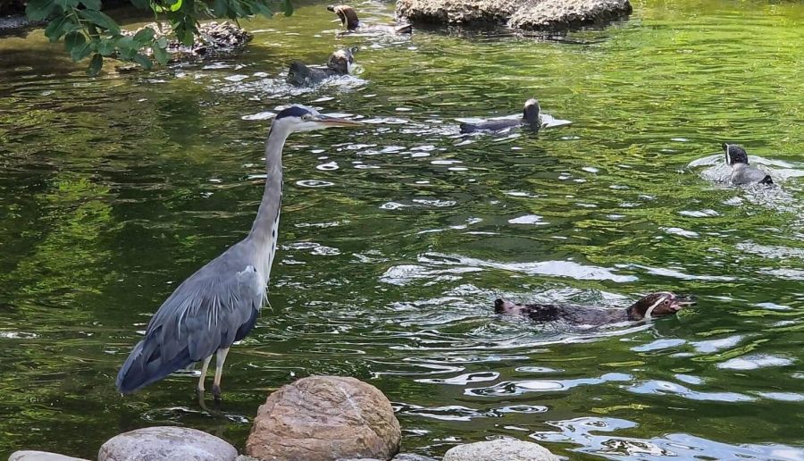 Graureiher stehlen gerne die Futterfische für die Pinguine. Bild: Sacha Beuth