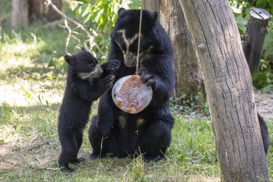 Nicht nur Menschen, sondern auch Tiere leiden unter der anhaltenden Hitze. (Im Bild: Bären geniessen ein "Glace" im Zoo Zürich)